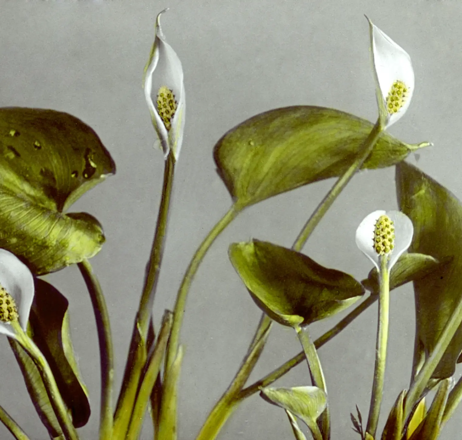 En cours de création Image d’une fleur