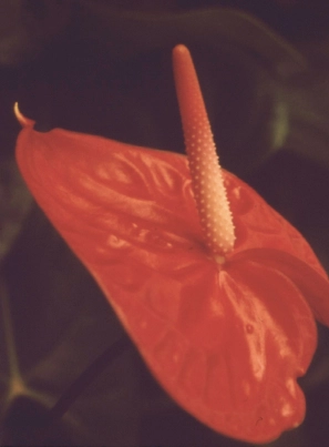 En cours de création Gros plan sur un anthurium rouge.