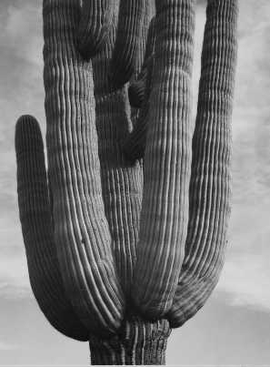 En cours de création Category Cactus