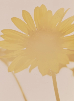 En cours de création Category Sunflowers