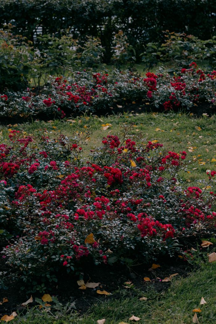 Beautiful red flowers blooming in a lush garden with green foliage.