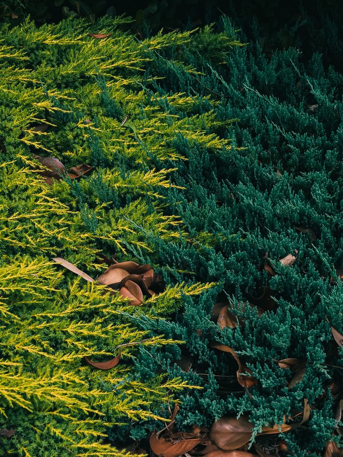 Colorful close-up of lush green and yellow foliage with brown leaves on the ground, outdoors.