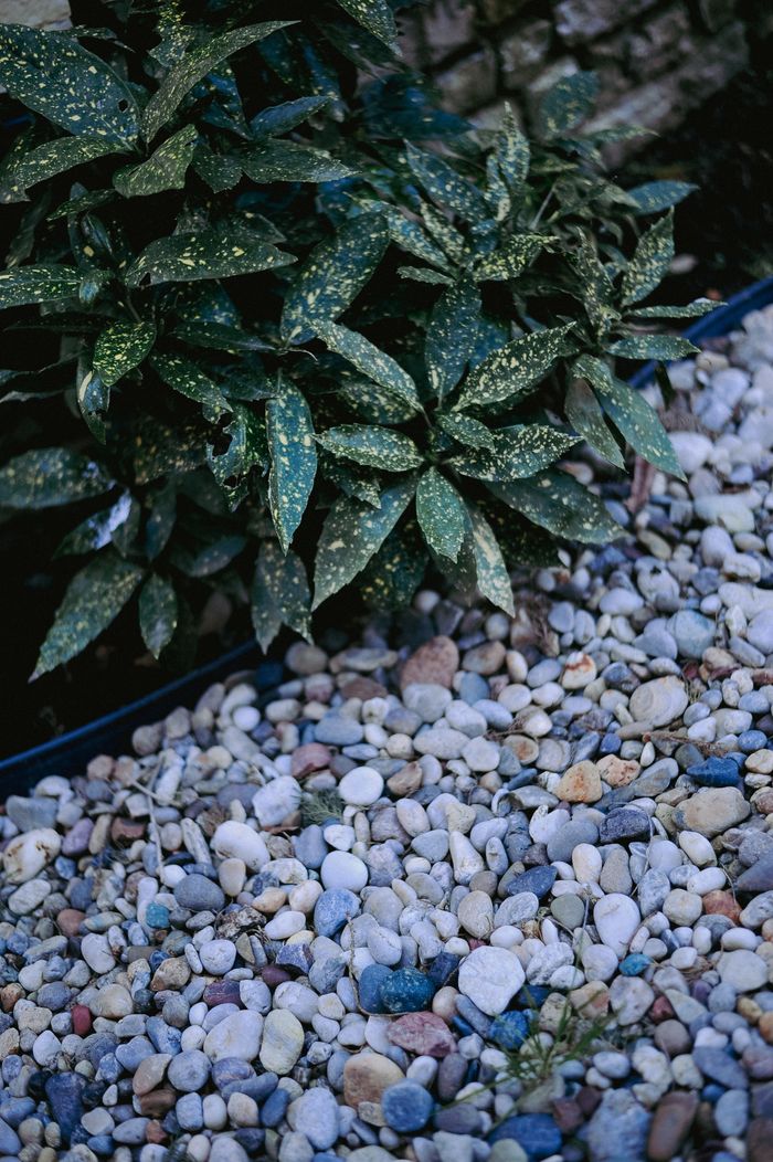 Services Lush green plant with variegated leaves above decorative garden stones.