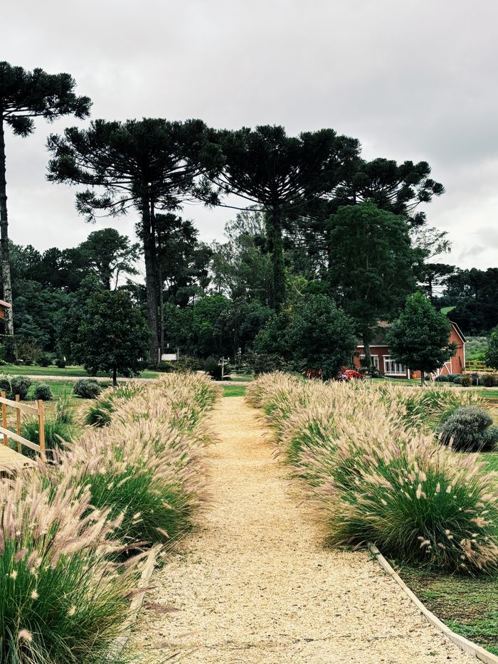 About Beautiful garden pathway lined with ornamental grasses in a lush, green park setting.