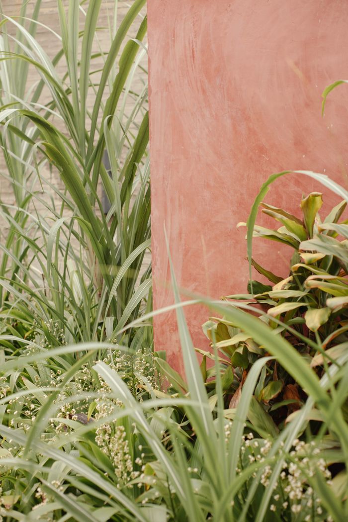 Crafting Captivating Headlines: Your awesome post title goes here Close-up of green plants around a textured earthy wall for natural decor inspiration.