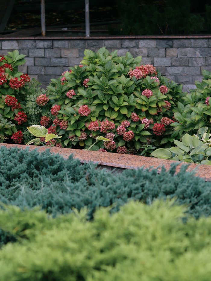 Home Vibrant garden scene featuring blooming hydrangeas and greenery against a brick wall backdrop.